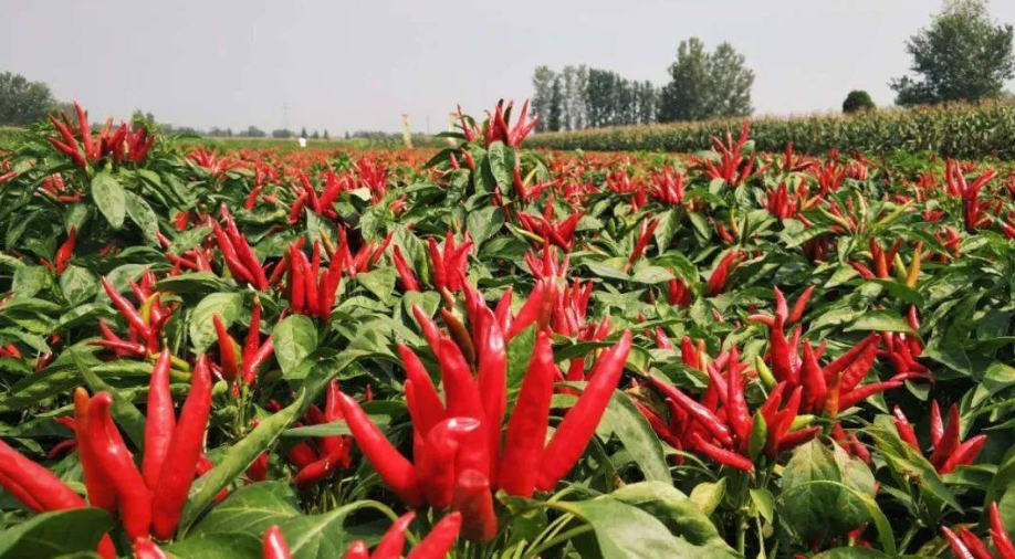 邵陽諸多農特產的發(fā)源地 關于家鄉(xiāng)的雪峰山你了解多少？