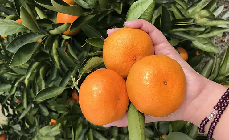 邵陽諸多農特產的發(fā)源地 關于家鄉(xiāng)的雪峰山你了解多少？