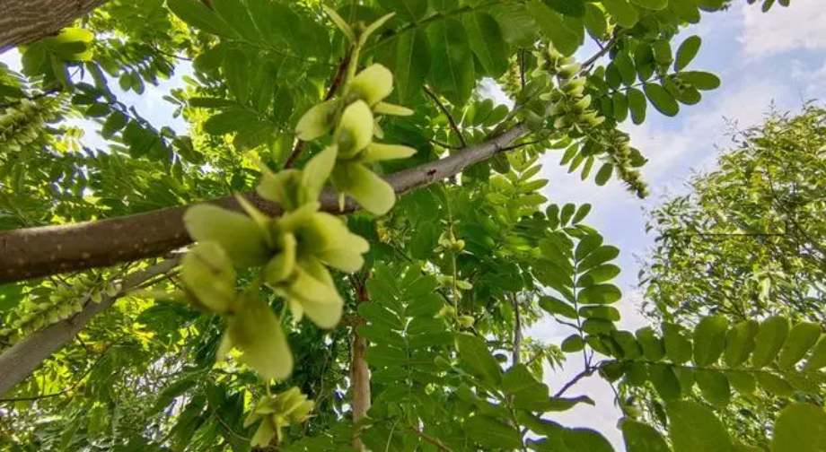 邵陽諸多農特產的發(fā)源地 關于家鄉(xiāng)的雪峰山你了解多少？