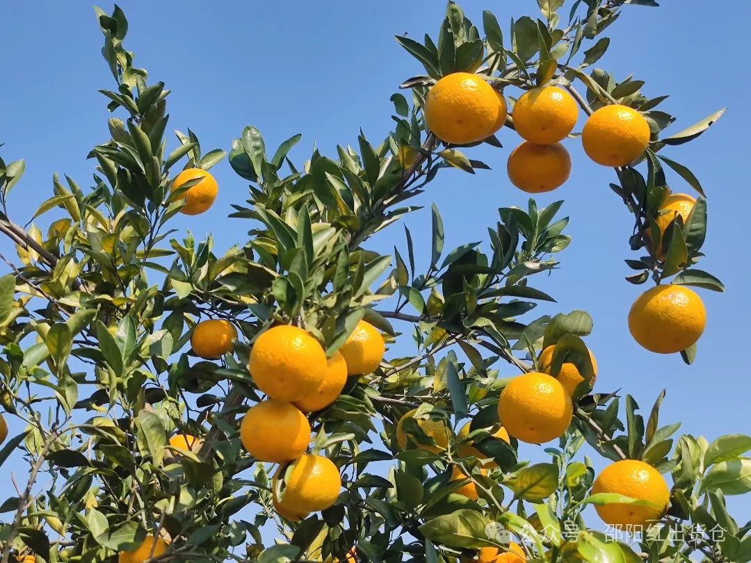 “蜜桔香氣飄萬里，一品甘甜雪峰桔”