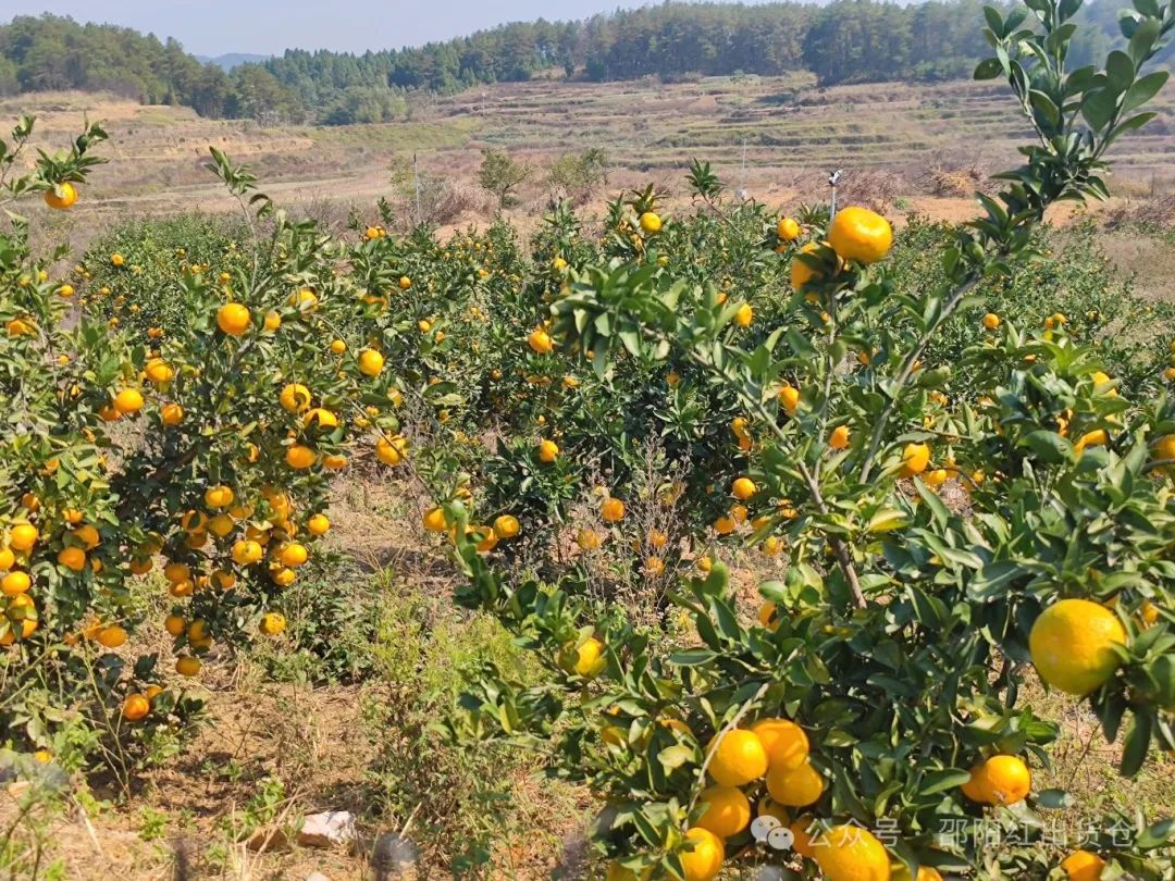 “蜜桔香氣飄萬里，一品甘甜雪峰桔”