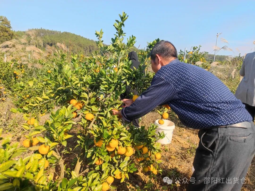 “蜜桔香氣飄萬里，一品甘甜雪峰桔”
