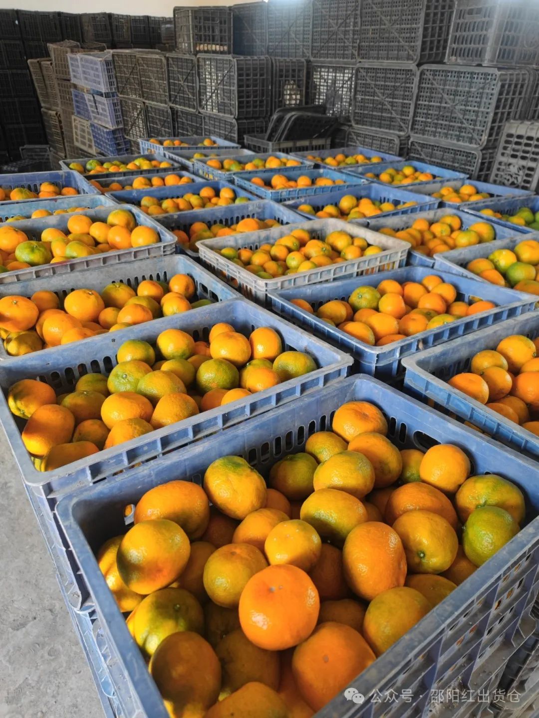 “蜜桔香氣飄萬里，一品甘甜雪峰桔”