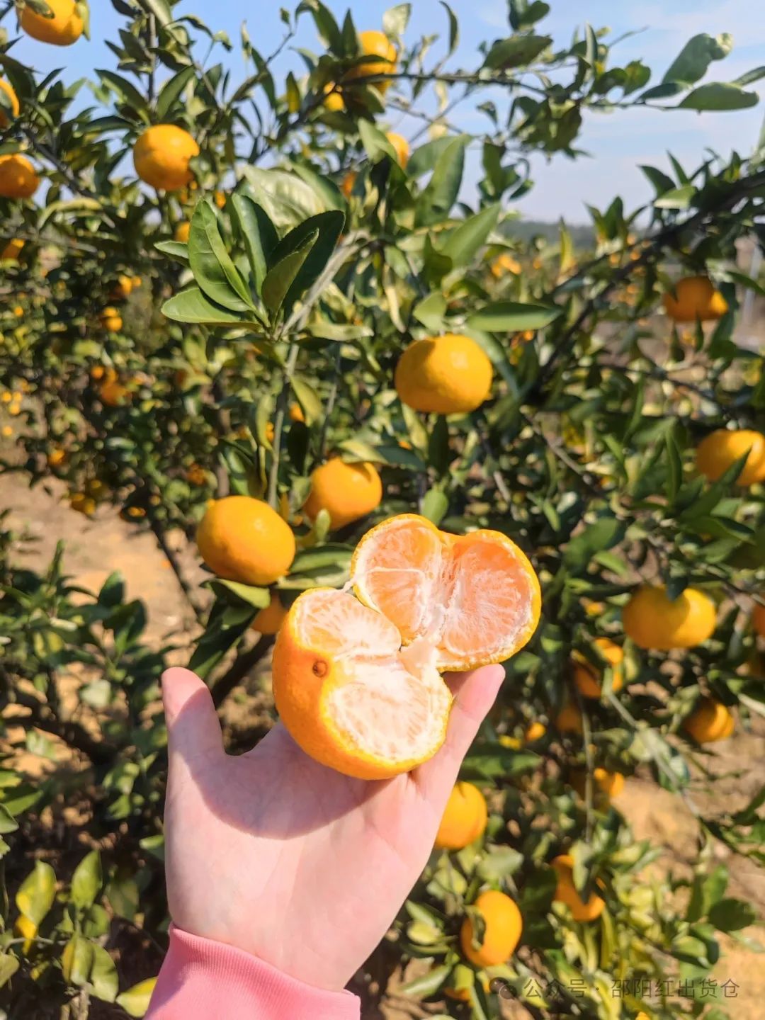 “蜜桔香氣飄萬里，一品甘甜雪峰桔”